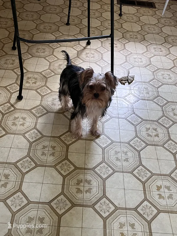 Jules CKC – Yorkshire Terrier puppy for sale in Greeneville, TN