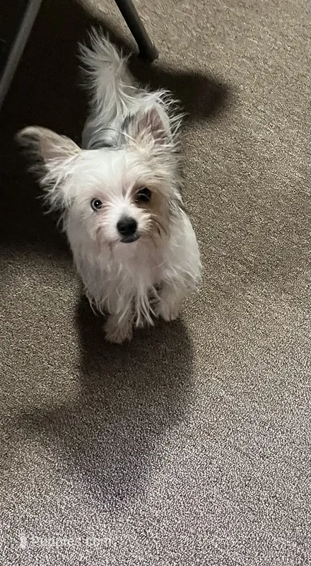 Melania – Yorkshire Terrier puppy for sale in Greeneville, TN