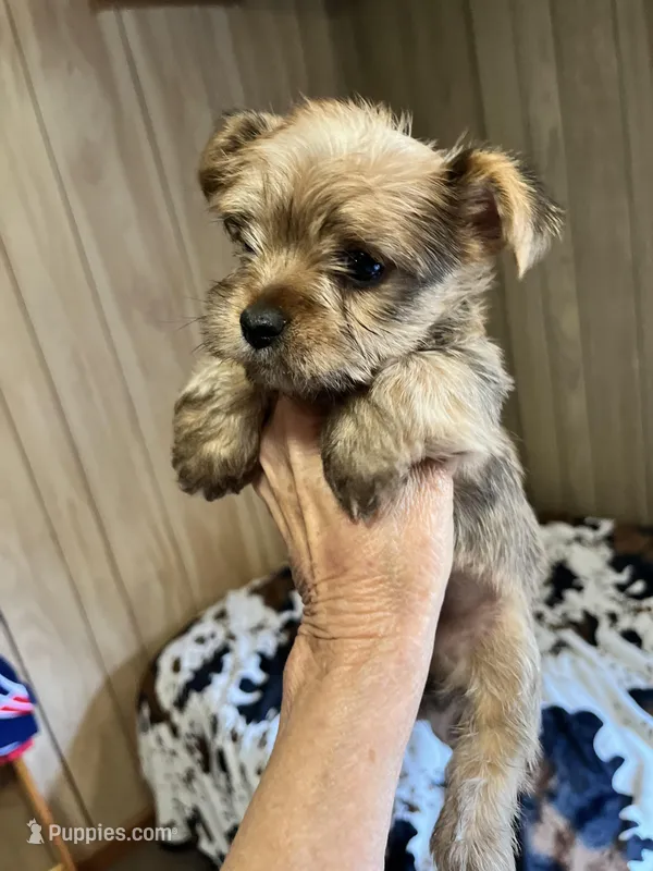 Marvel – Yorkshire Terrier puppy for sale in Greeneville, TN