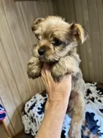 Hershey Kisses, a male Yorkshire Terrier for sale in Greeneville, TN – 4 of 6