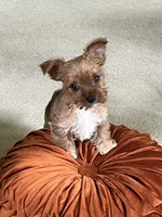 Feisty Girl…, a female Yorkshire Terrier for sale in Greeneville, TN – 5 of 6