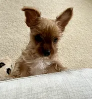 Feisty Girl…, a female Yorkshire Terrier for sale in Greeneville, TN – 2 of 6