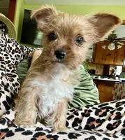 Feisty Girl…, a female Yorkshire Terrier for sale in Greeneville, TN – 4 of 6