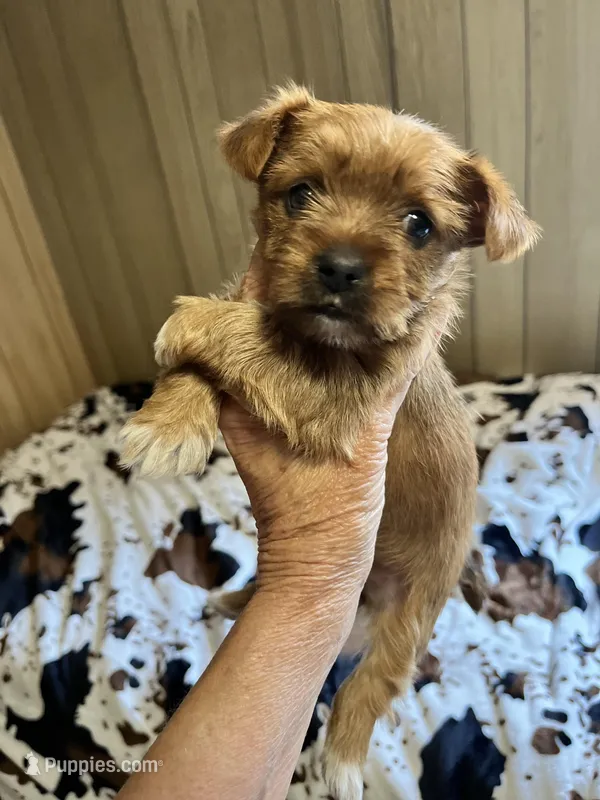 Zoey – Yorkshire Terrier puppy for sale in Greeneville, TN