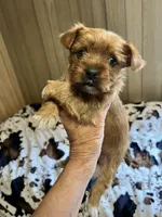 Feisty Girl…, a female Yorkshire Terrier for sale in Greeneville, TN – 3 of 6