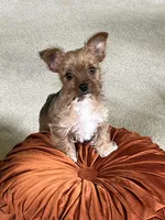 Feisty Girl…, a female Yorkshire Terrier for sale in Greeneville, TN – 1 of 6
