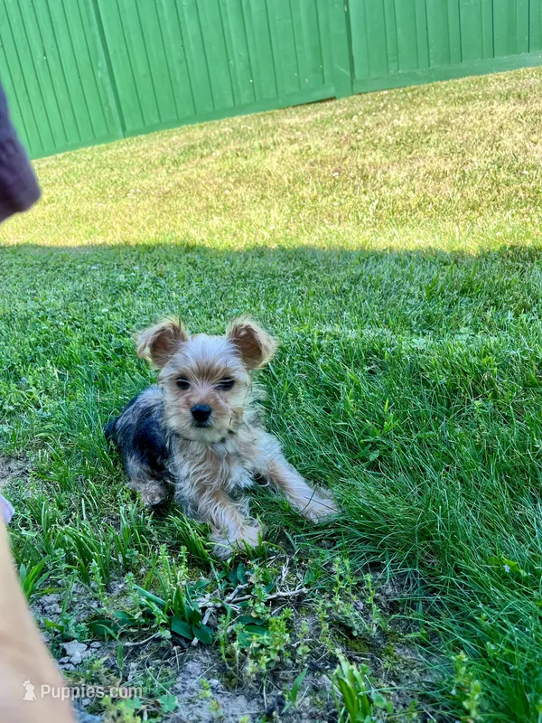Hershey  – Yorkshire Terrier puppy for sale in Greeneville, TN