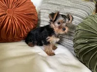 Jules, a female Yorkshire Terrier for sale in Greeneville, TN – 7 of 10