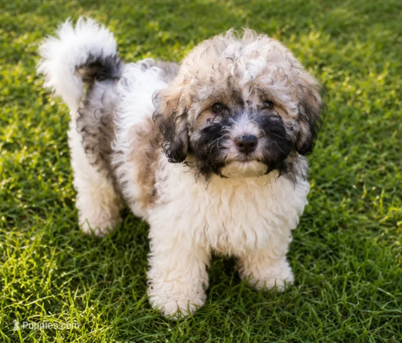Buddy – Cavalier King Charles Spaniel, Havanese puppy for sale in Pell City, AL