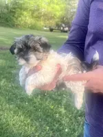 Lacie, a female Havanese for sale in Pell City, AL – Photo 2 of 6