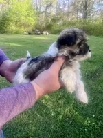 Lacie, a female Havanese for sale in Pell City, AL – Photo 5 of 6