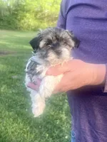 Lacie, a female Havanese for sale in Pell City, AL – Photo 4 of 6