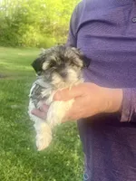 Lacie, a female Havanese for sale in Pell City, AL – Photo 3 of 6