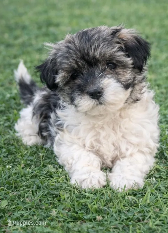 Lacie – Havanese puppy for sale in Pell City, AL