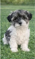 Lacie, a female Havanese for sale in Pell City, AL – Photo 2 of 3