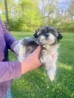Lacie, a female Havanese for sale in Pell City, AL – Photo 6 of 6