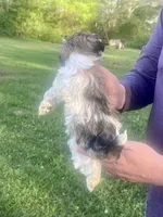 Lacie, a female Havanese for sale in Pell City, AL – Photo 1 of 6