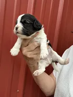 Benson, a male Cavalier King Charles Spaniel and Havanese for sale in Pell City, AL – Photo 2 of 6