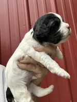 Benson, a male Cavalier King Charles Spaniel and Havanese for sale in Pell City, AL – Photo 5 of 6