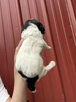 Benson, a male Cavalier King Charles Spaniel and Havanese for sale in Pell City, AL – Photo 4 of 6