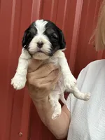 Benson, a male Cavalier King Charles Spaniel and Havanese for sale in Pell City, AL – Photo 1 of 6