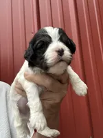 Benson, a male Cavalier King Charles Spaniel and Havanese for sale in Pell City, AL – Photo 6 of 6