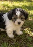 Sallie Jo , a female Cavalier King Charles Spaniel and Havanese for sale in Pell City, AL – 3 of 3