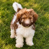 Crackers, a male Cavalier King Charles Spaniel and Havanese for sale in Pell City, AL – 1 of 2