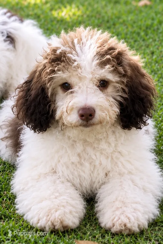 Sallie Jo  – Cavalier King Charles Spaniel, Havanese puppy for sale in Pell City, AL