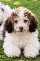 Sallie Jo , a female Cavalier King Charles Spaniel and Havanese for sale in Pell City, AL – 1 of 1