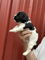Chad, a male Cavalier King Charles Spaniel and Havanese for sale in Pell City, AL – Photo 4 of 6