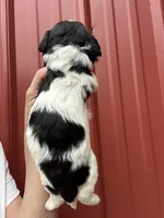 Chad, a male Cavalier King Charles Spaniel and Havanese for sale in Pell City, AL – Photo 3 of 6