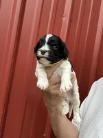 Chad, a male Cavalier King Charles Spaniel and Havanese for sale in Pell City, AL – Photo 6 of 6