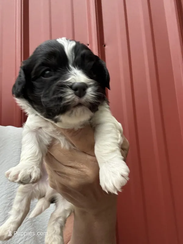 Chad – Cavalier King Charles Spaniel, Havanese puppy for sale in Pell City, AL