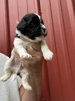 Chad, a male Cavalier King Charles Spaniel and Havanese for sale in Pell City, AL – Photo 2 of 6