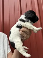 Chad, a male Cavalier King Charles Spaniel and Havanese for sale in Pell City, AL – Photo 5 of 6