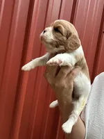 Libby, a female Cavalier King Charles Spaniel for sale in Pell City, AL – Photo 3 of 4