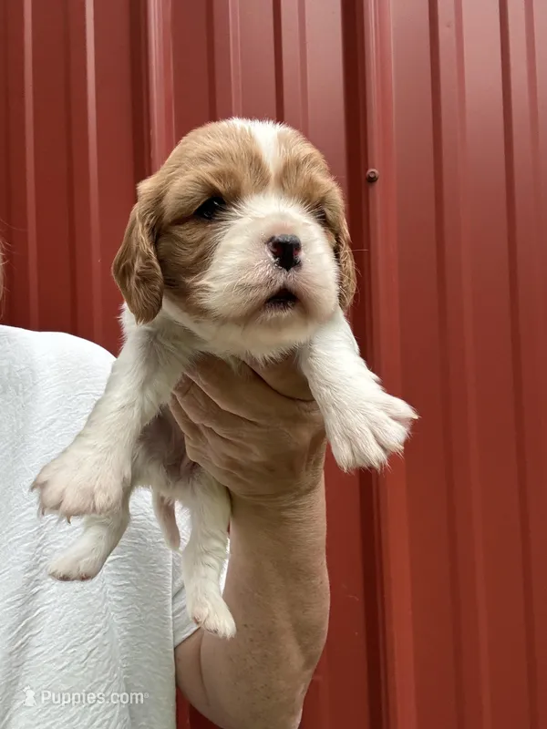 Libby – Cavalier King Charles Spaniel puppy for sale in Pell City, AL