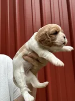 Libby, a female Cavalier King Charles Spaniel for sale in Pell City, AL – Photo 2 of 4