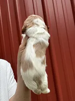 Libby, a female Cavalier King Charles Spaniel for sale in Pell City, AL – Photo 4 of 4