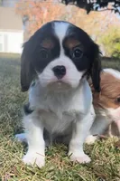 Claire , a female Cavalier King Charles Spaniel for sale in Pell City, AL – Photo 2 of 3