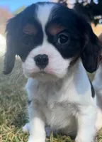 Claire , a female Cavalier King Charles Spaniel for sale in Pell City, AL – Photo 3 of 3