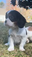 Claire , a female Cavalier King Charles Spaniel for sale in Pell City, AL – Photo 1 of 3