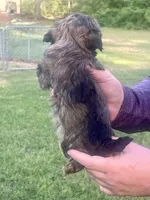Susie , a female Havanese for sale in Pell City, AL – Photo 3 of 4