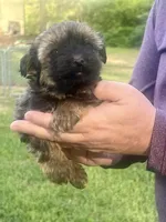 Susie , a female Havanese for sale in Pell City, AL – Photo 1 of 4