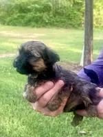 Susie , a female Havanese for sale in Pell City, AL – Photo 2 of 4