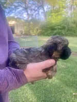 Susie , a female Havanese for sale in Pell City, AL – Photo 4 of 4