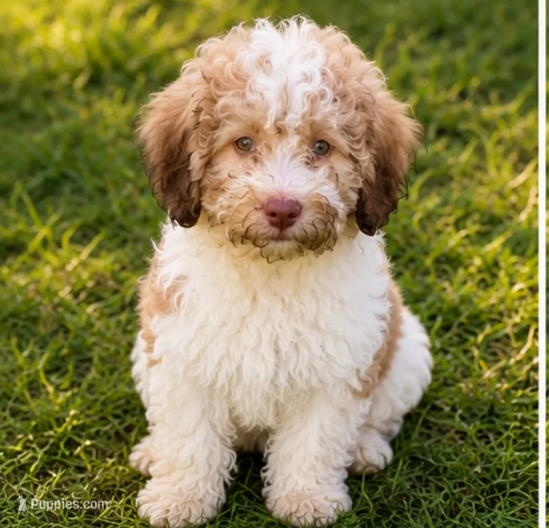 Milkbone – Cavalier King Charles Spaniel, Havanese puppy for sale in Pell City, AL