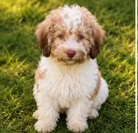 Milkbone, a male Cavalier King Charles Spaniel and Havanese for sale in Pell City, AL – 1 of 1