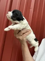 Todd, a male Cavalier King Charles Spaniel for sale in Pell City, AL – Photo 4 of 5